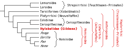 Stellung der Gibbons (Hylobatidae) im Stammbaum der Primaten