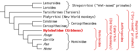 Gibbons in primate phylogeny