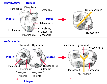 Entwicklungsschema des hominoiden Molarenmusters