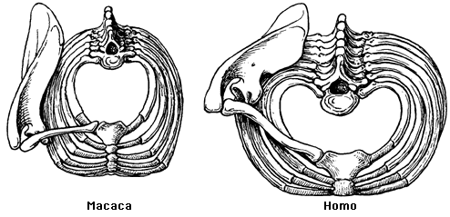 Brustkorb und rechter Teil des Schultergürtels bei Makaken und Menschen