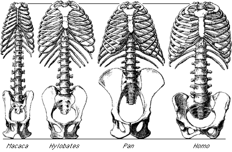 Ventralansicht des Rumpfskeletts bei Makaken und Hominoidea