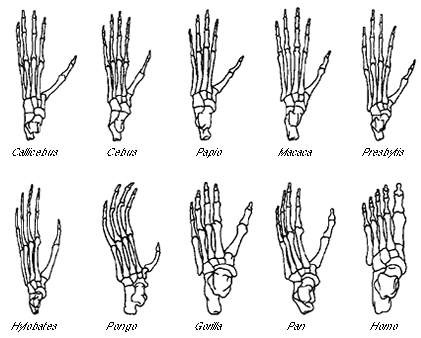 Foot skeletons from selected members of the Anthropoidea