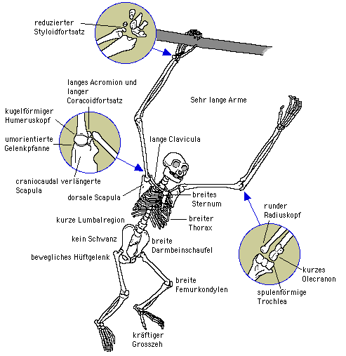 Charakteristische Skelettmerkmale rezenter Hominoidea