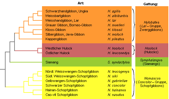 Preliminrer Stammbaum der Gibbons