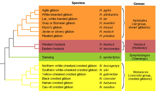 Preliminary phylogenetic tree of the gibbons