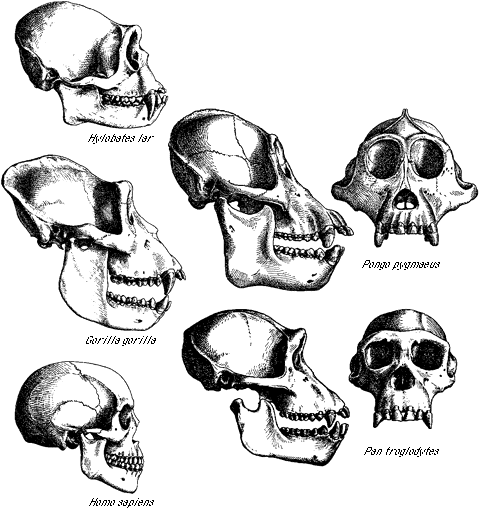 Schdel verschiedener rezenter, adulter Vertreter der Hominoidea