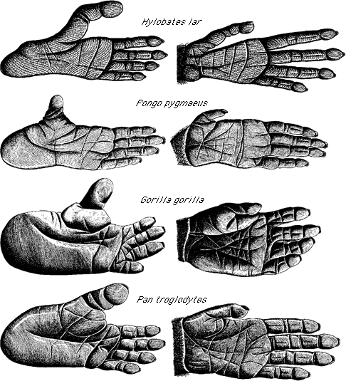 Füsse und Hände von Vertretern der Hominoidea