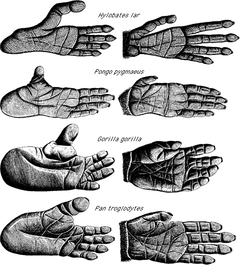 Fsse und Hnde von Vertretern der Hominoidea