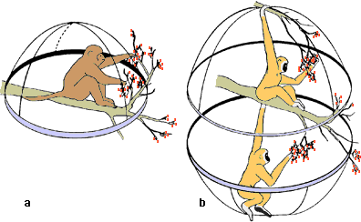 Radius of action during feeding: a. macaque, b. gibbon