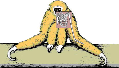 White-handed gibbon (H. lar) in resting position with inserted illustration of the shoulder joint