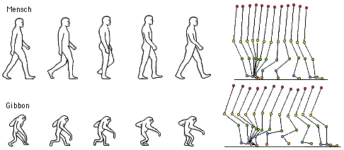 Zweibeinige Fortbewegung beim Menschen und beim Gibbon