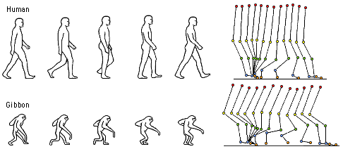 Bipedal walking in humans and in gibbons