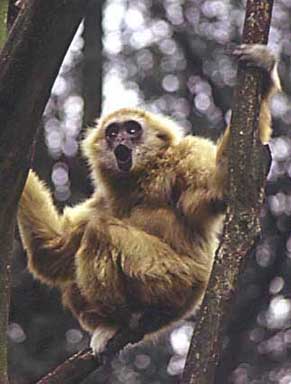 Male lar gibbon (H. lar) produces solo song bout
