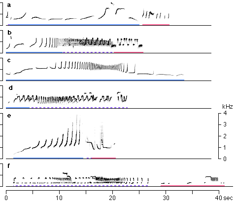 Sonagramme von typischen Gesangsausschnitten sechs verschiedener Gibbonarten