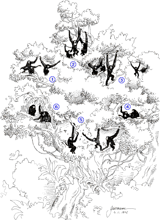Typischer Tagesablauf einer Gibbonfamilie am Beispiel des Siamangs (S. syndactylus)