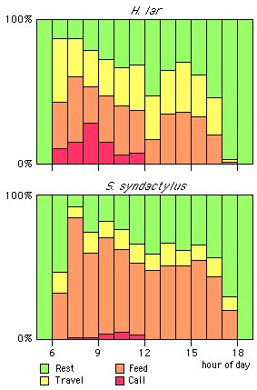 Daily average activity patterns for siamang (S. syndactylus) and lar gibbon (H. lar)