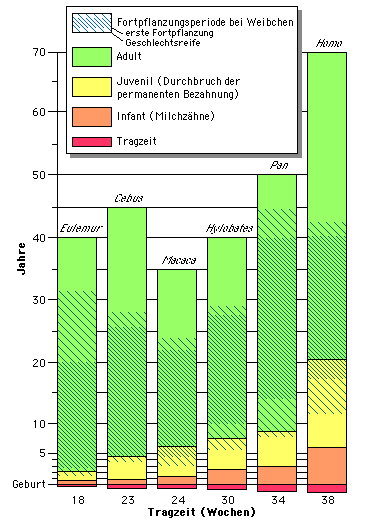 Vergleich der der Dauer von Entwicklungsstadien einiger Primaten