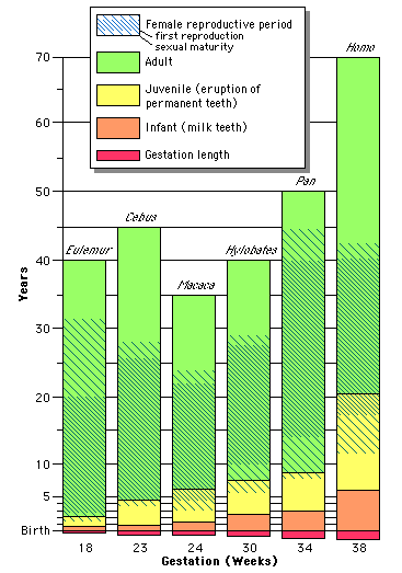 Comparison of the timing of life history events in several primates