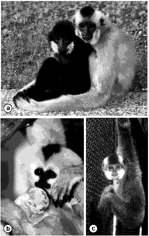 Changes in fur coloration in crested gibbons (genus Nomascus)