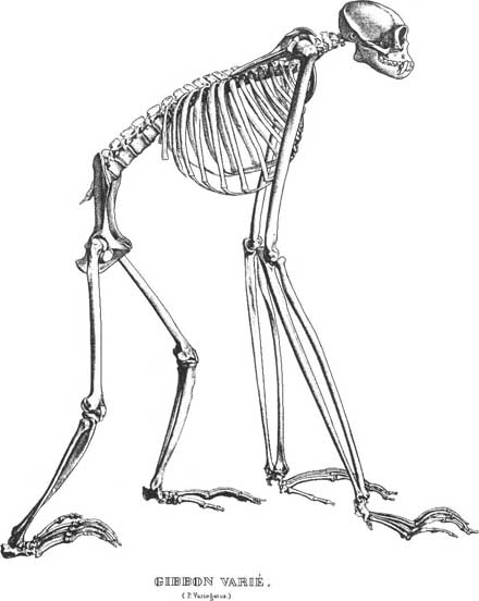 Quadrupedal skeleton reconstruction of a 