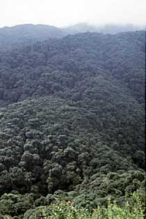 Urwaldreste in den Ailao Bergen der südwestchinesischen Yunnan Provinz