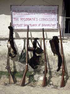 Waffen die während eines Gibbon-Surveys im Bawangling Reservat konfisziert wurden