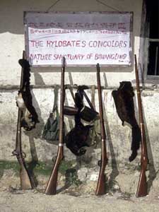 Weapons confiscated from poachers in the Bawangling Nature Reserve on Hainan island