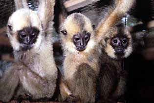 Infant yellow-cheeked crested gibbons (N. gabriellae) for sale on an animal market