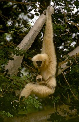 White-handed gibbon