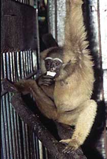 Agile gibbon (Hylobates agilis)