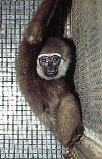 Agile gibbon (Hylobates agilis)