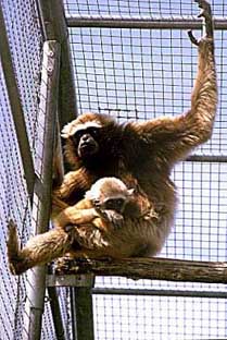 Agile gibbon (Hylobates agilis)