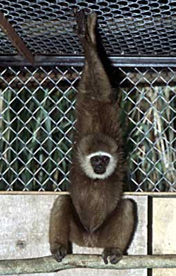 Agile gibbon (Hylobates agilis)