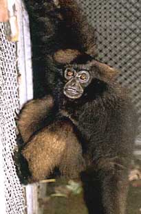 Agile gibbon (Hylobates agilis)