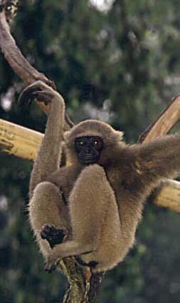 agilis hylobates gibbons gibbon agile female zoo