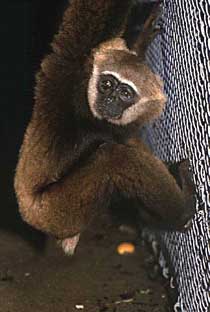 Agile gibbon (Hylobates agilis)