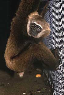 Agile gibbon (Hylobates agilis)