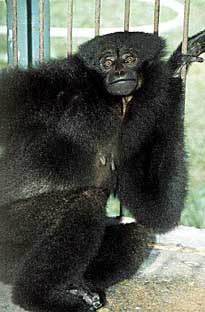 Agile gibbon (Hylobates agilis)