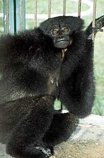 Agile gibbon (Hylobates agilis)