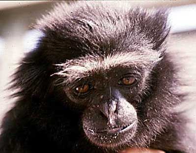 Agile gibbon (Hylobates agilis)