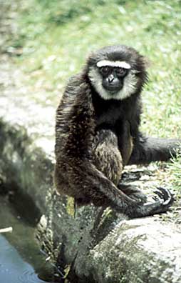 Agile gibbon (Hylobates agilis)