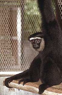 Agile gibbon (Hylobates agilis)