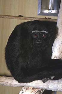 Agile gibbon (Hylobates agilis)