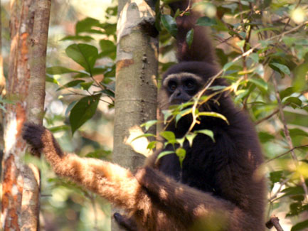 White-bearded gibbon (Hylobates albibarbis)