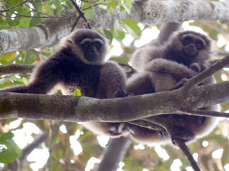 White-bearded gibbon (Hylobates albibarbis)