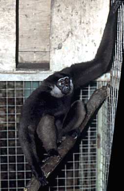 White-bearded gibbon (Hylobates albibarbis)