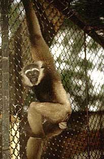 White-bearded gibbon (Hylobates albibarbis)