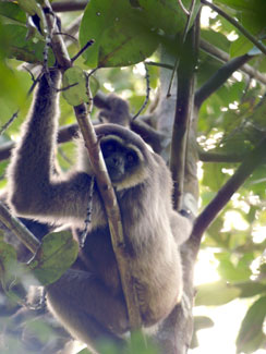 White-bearded gibbon (Hylobates albibarbis)