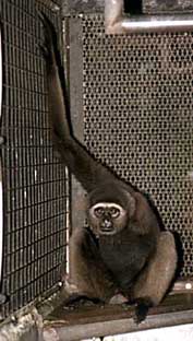 White-bearded gibbon (Hylobates albibarbis)