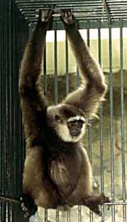 White-bearded gibbon (Hylobates albibarbis)